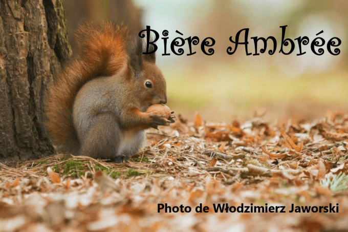 Bière ambrée - 6.5 % vol