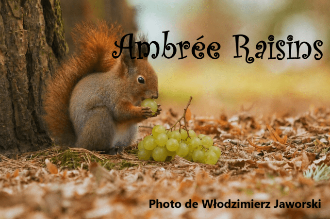 Bière ambrée raisins - 6.6 % vol