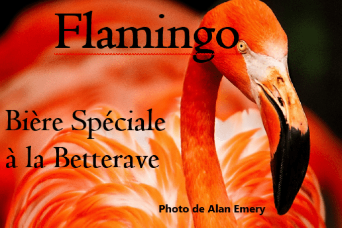 Flamingo - Bière blanche rose (betterave ) - 5.3% vol.