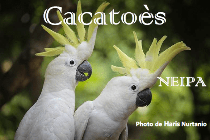 Cacatoës - NEIPE - 5.7% vol