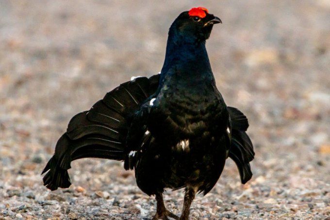 Coq de Bruyère - Belge Double Tourbée - 7,3% vol